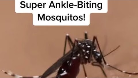 L.A. Invasion: Super Ankle-Biting Mosquitos
