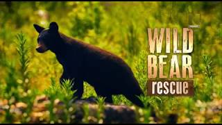 спасение диких медведей