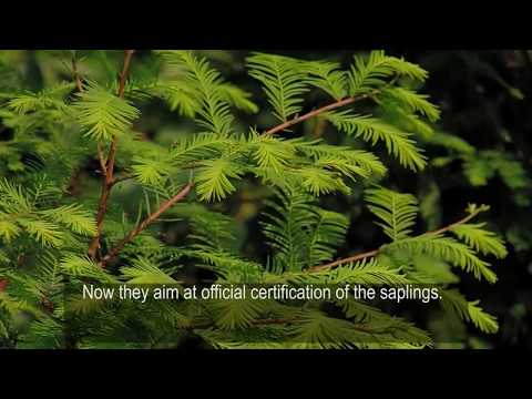 კოოპერატივი ნერგები Cooperative Nergebi