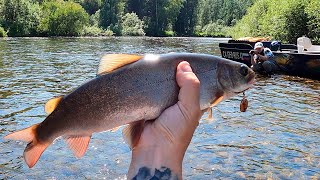видео: Рыбалка с Семьей На Горной Реке. Красивейшие Хариусы и Ленки в Сибирской Тайге. Подводные съемки картинка: Рыбалка с Семьей На Горной Реке. Красивейшие Хариусы и Ленки в Сибирской Тайге. Подводные съемки
