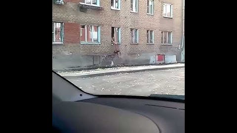 Гениально, лифт для кошек :D