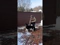 American akita kimi training 8 months