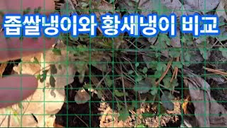 좁쌀냉이와 황새냉이 비교