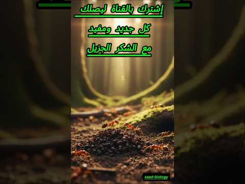 هل تعلم لماذا يعزل النمل موتاه
