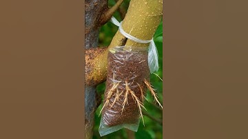 How to Air Layer a Large Branch FAST 🌱 | Quick Root Growth Technique for Fruit Trees #farminglife