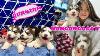 Finally Naming Mishka’s Puppies! | NAHIRAPAN KAMI SA “Q” | Husky Pack TV