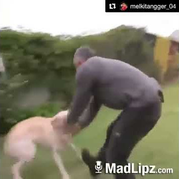 Anjing bahasa pakpak