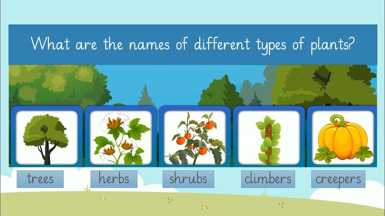 Types of plant Habitat of plant Shrubs, herbs, trees, bushes, climbers ,creepers YouTube
