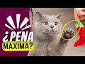 11 Cosas Que Los Gatos Odian Más Que No Poder Jugar