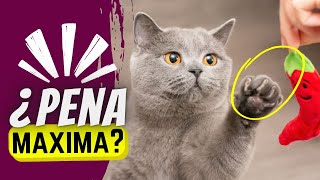 11 Cosas Que Los Gatos Odian Más Que No Poder Jugar