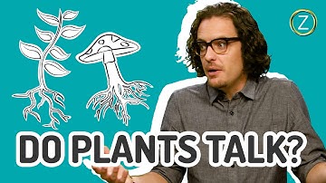 How Plants Communicate Through The Wood Wide Web