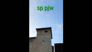 sp pjw old original 15:31