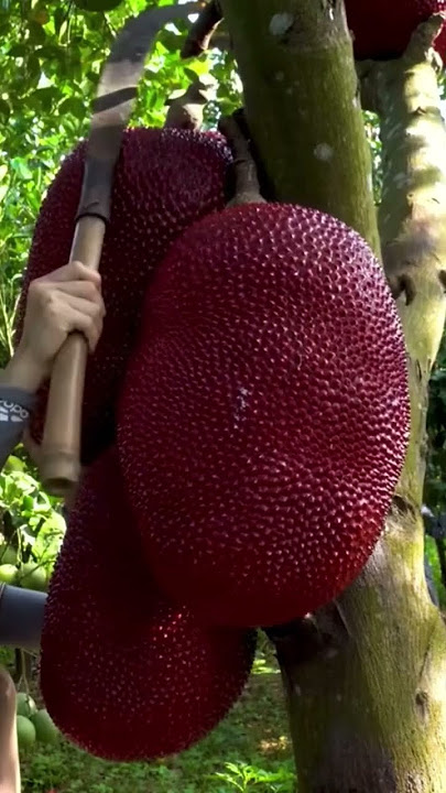 Enjoying life in countryside #harvesting #fruit /red jackfruit #satisfying #natural #nature