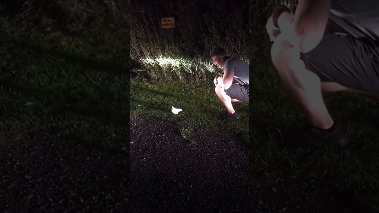 Tauben Rettung in Austria😂