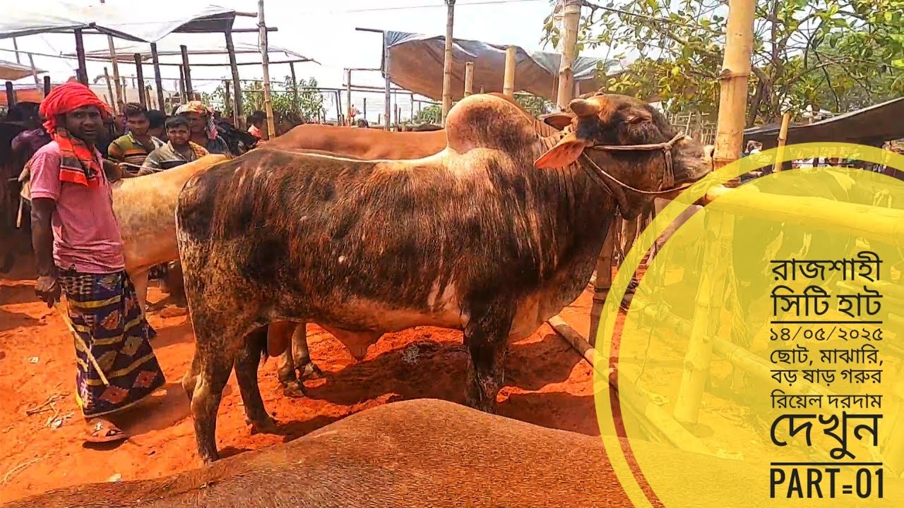 রাজশাহী সিটি হাট ১৪/০৫/২০২৫ কুরবানির সেরা ষাড় গুলোর দাম জানুন part=01