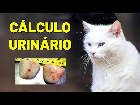 Vídeo: Pedras Do Trato Urinário (estruvita) Em Gatos