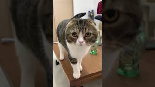 何かを伝えようとする猫🐈 #shorts