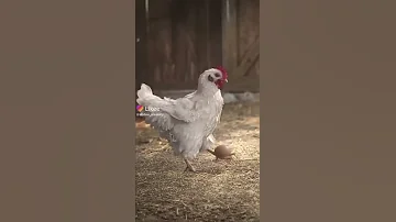 دجاجة ترقص على أغنية قلبي مجنونك 