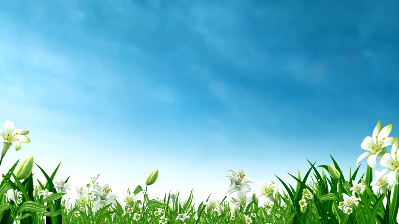Flowers and sky - HD background video - YouTube