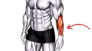 How to do Forearms workouts at home - Big Arms