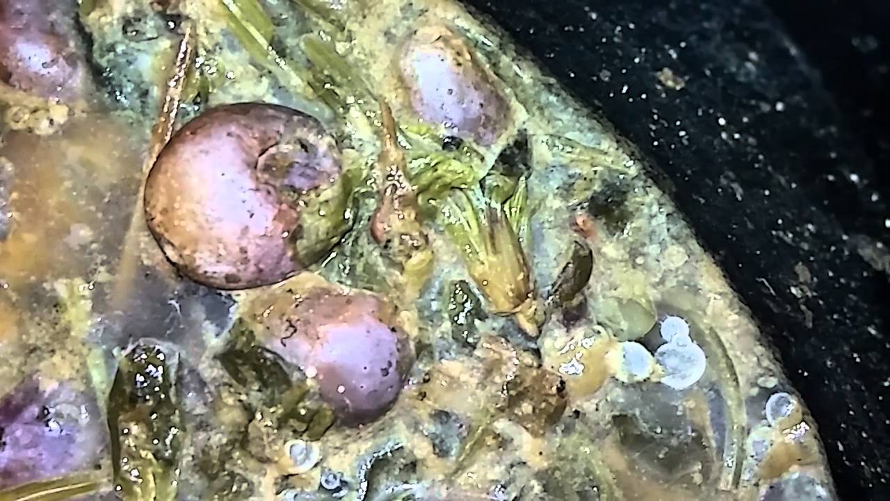 Mom's Organism XL !! -Super Compost Starter-