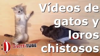 Vídeos de gatos y loros chistosos