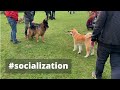 Socializace psa v Mikroazylu Vlčáry - Rudolf Desenský | Štěně Akita Inu Takara