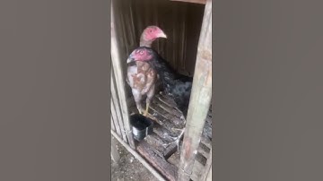 GA Brazilian Aseel Ganoi #ganoi #aseel #shamo #oriental #chicken #fancy