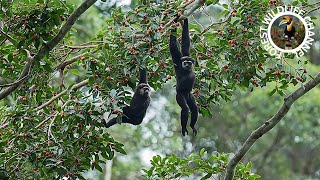 Big parties Of The Rainforest Wildlife In South Asia | 4K