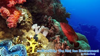 coral reef - red sea fish - بيئة البحر الأحمر - الشعاب المرجانية - Environment red sea