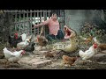 72 hours of confronting a giant python that invaded the farm–Giant python near the ducks