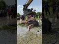 Rescue injured wild elephant #elephant #wildliferescue