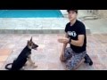 Tutorial: How to teach your dog to play dead Tutorial: How to teach your dog to play dead