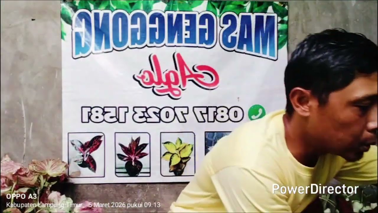 Aglonema hadir murah murah +6281770231581 & +6285664845584