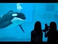 話しかけてくるシャチの親子がかわいすぎる。 名古屋水族館2015 Orca