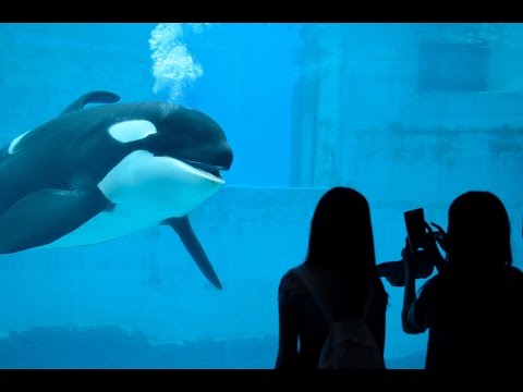 話しかけてくるシャチの親子がかわいすぎる 名古屋水族館15 Orca Youtube