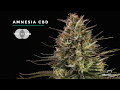 Amnesia CBD marijuana feminized strain by Dinafem Seeds in 4k Amnesia CBD marijuana feminized strain by Dinafem Seeds in 4k