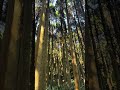作業道開設のための伐採❗️#shorts #伐採