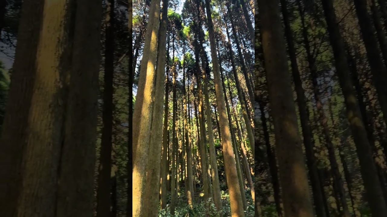 作業道開設のための伐採❗️#shorts #伐採