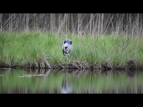 Video: Hallhaigur: kirjeldus. Herons on kõige osavamad jahimehed