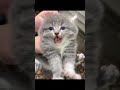 cute kitten sound 🥺😻 #cute #cats #cat #catsoftiktok