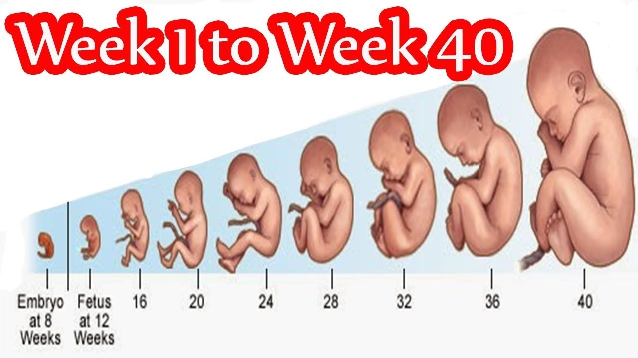 В 2 3 недели 0. Pregnancy week by week. Stages of pregnancy by weeks. 1 Week pregnant Baby.