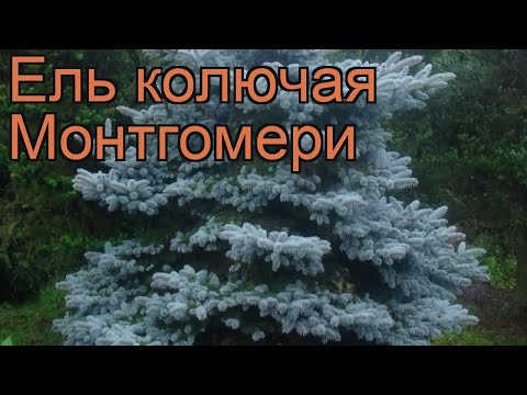 Видео: Информация о ели Монтгомери - Как выращивать ели Монтгомери