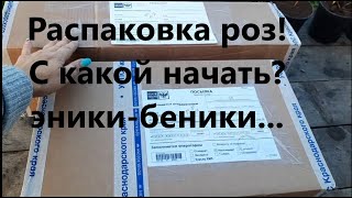 Распаковка посылки с розами из питомника "ГАРАНТ" и "ОЛЬГА РОЗЫ. Что заказала на осень 2023.