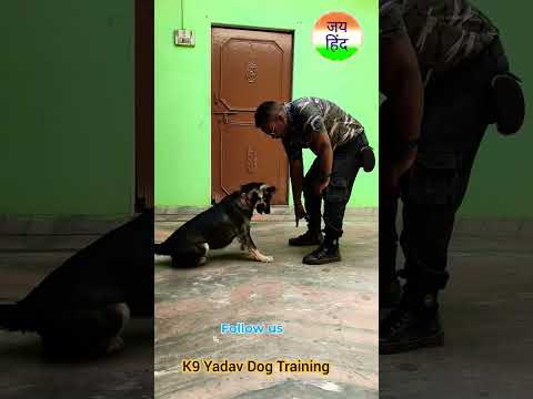 cute Indi puppy Training ☺️ #episode #444 #dog #dogtraining #shorts