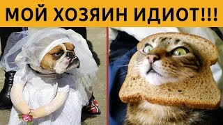 картинка: ТЕСТ на УПОРОТОСТЬ: КОРОЧЕ ГОВОРЯ, МОЙ ХОЗЯИН ИДИОТ!! ОЧЕНЬ БОЛЬШОЙ ВЫПУСК!!