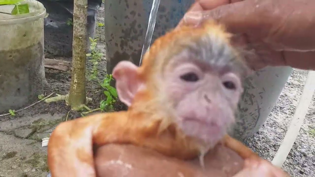 He must be bathed, so that there are no fleas | Baby Silver Langur, Part 2