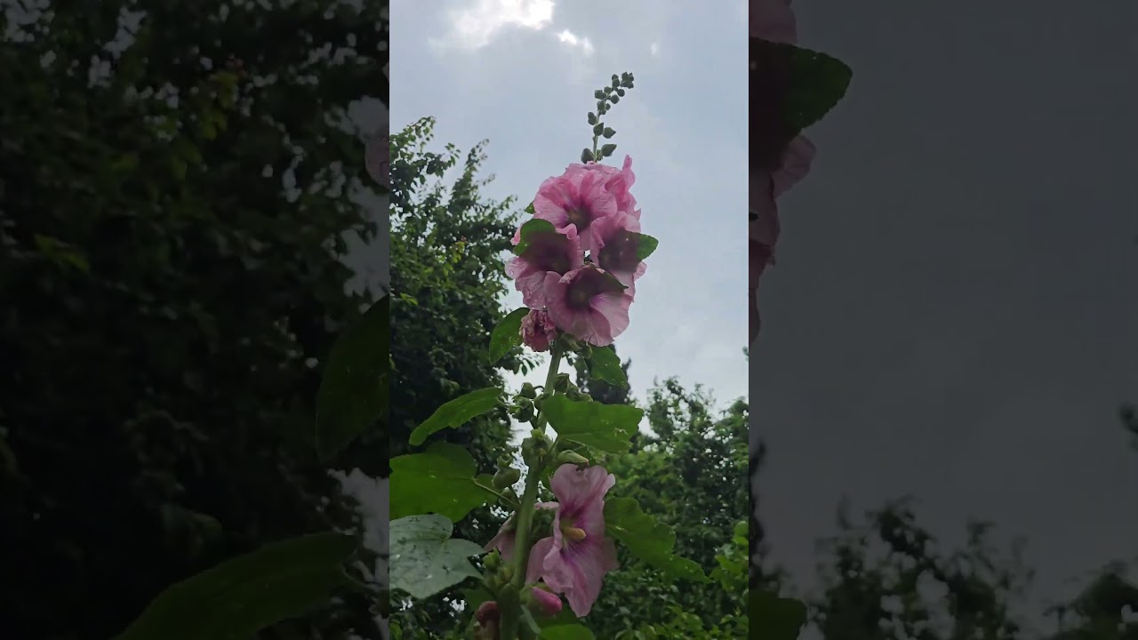 🌺🌺🌺  Нежно-розовая мальва‼️🌺🌺🌺 