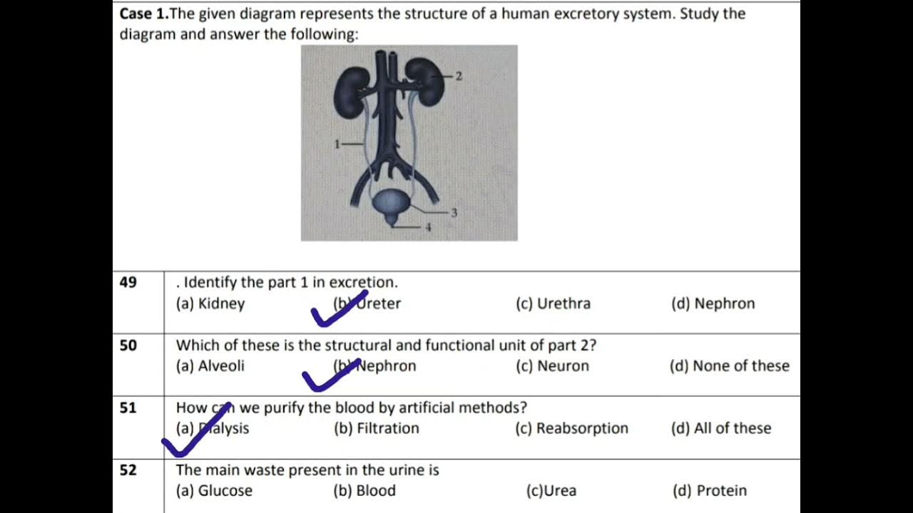 Class 10 Science Biology Chapter 6 Life Process MCQ Case Study 