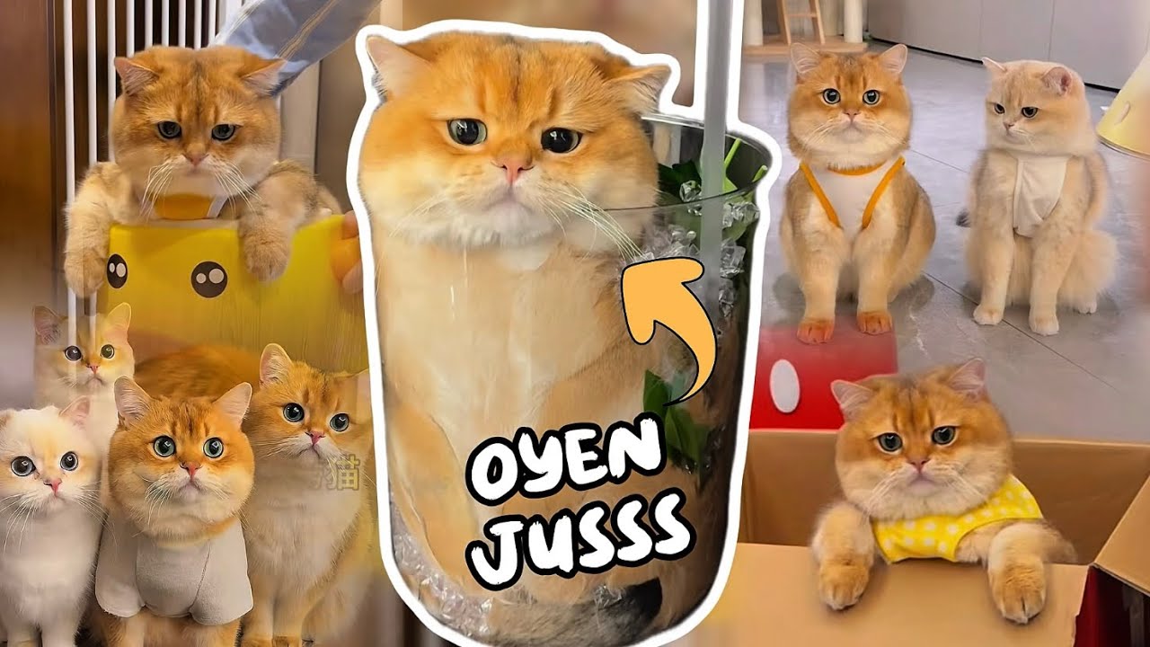 Kompilasi Terbaru Kucing Oyen (Cabinet) & Tingkah Lucunya | Dijamin Ngakak 🤣😆